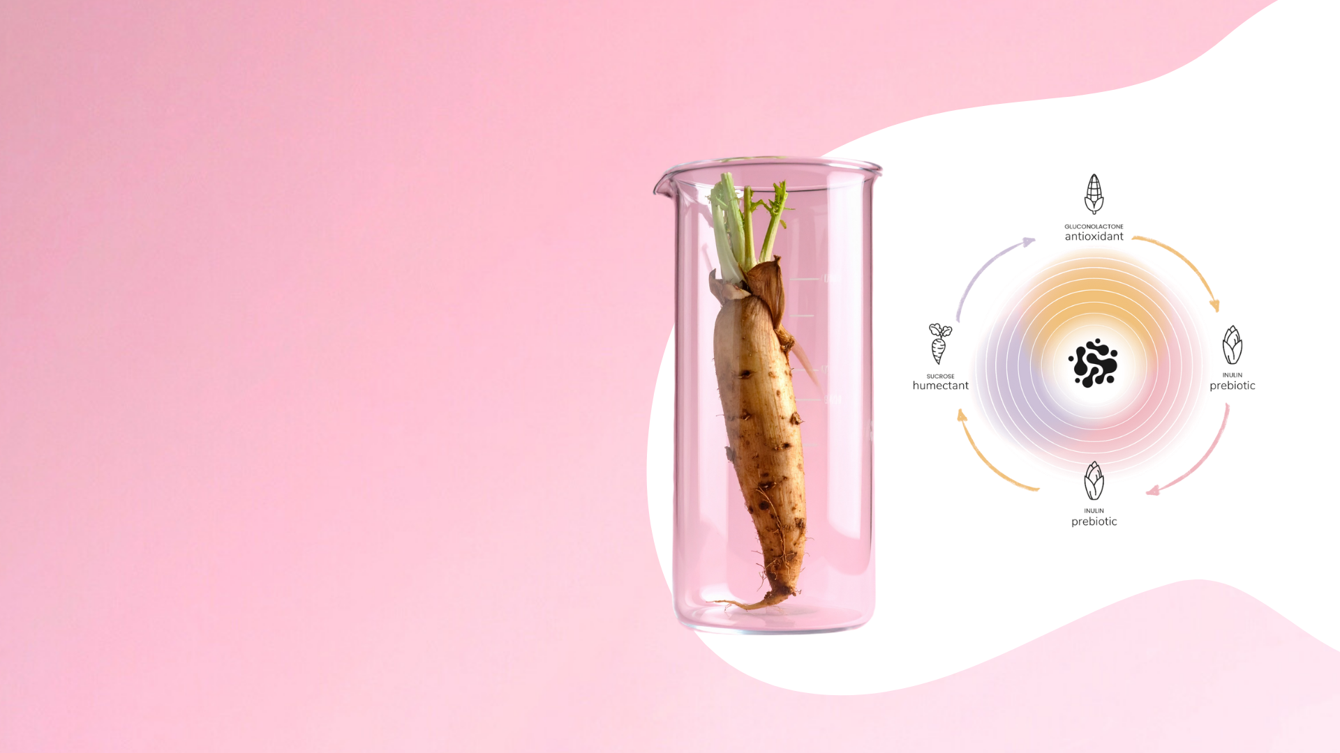 Inulin Technology Background